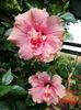 Hibiscus roz bătut