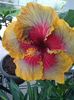 Hibiscus Gomer Tahitian Purple Passion