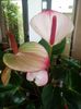 Anthurium Amalia Elegance alb cu roz