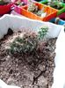 Opuntia Polycantha