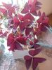 OxalisTriangularis