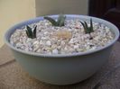 Grup de 3 Ariocarpus