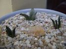 Grup de 3 Ariocarpus