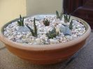 Grup de 9 Ariocarpus