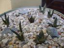 Grup de 9 Ariocarpus