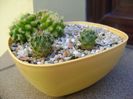 Grup de 4 cactusi