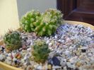 Grup de 4 cactusi