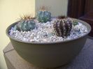 Grup de 5 cactusi