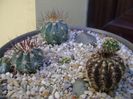 Grup de 5 cactusi