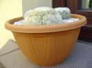 Grup de 2 Mammillaria plumosa
