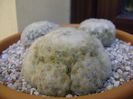 Grup de 2 Mammillaria plumosa