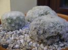 Grup de 2 Mammillaria plumosa