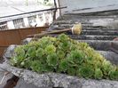 Sempervivum pe ondulate