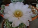 Gymnocalycium monvillei