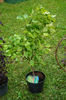 Cotinus Golden Spirit