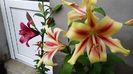 IMG-20180630-WA0034