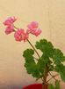 Australian  Pink Rosebud