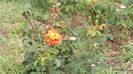 IMG-20180701-WA0106