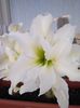 Amaryllis Ice Quees