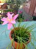 Zephyranthes Rosea