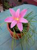 Zephyranthes Rosea