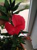 Hibiscus Coopery Rose Flake Variegart