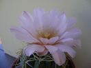 Gymnocalycium monvillei