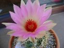 Thelocactus bicolor ssp. pottsii