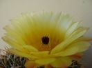 Parodia tabularis ssp. bommeljei (Notocactus bommeljei)