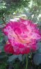 IMG-20170531-WA0008