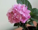 Flori Hortensie (Hydrangea) roz
