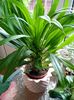 Pachypodium Lamerei