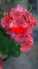 Mozaic Red