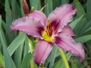 Unique Purple
