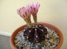 Gymnocalycium friedrichii