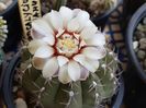 Gymno quehlianum