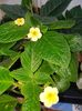 Tropical Topas