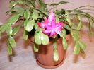 schlumbergera roz 10 lei