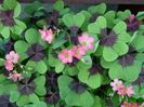 oxalis deppei Iron Cross 1bulb 3 lei