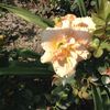 Siloam stainlet delight