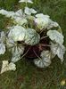 Heuchera