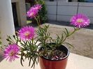 Lampranthus