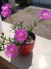 Lampranthus