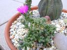 Trichodiadema bulbosum
