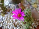 Trichodiadema bulbosum