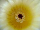 Parodia tabularis ssp. bommeljei (Notocactus bommeljei)