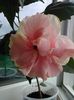 Classic Pink Cameleon