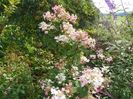 hydrangea paniculata Early Sensation