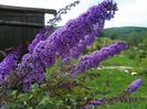 buddleja Empire Blue