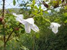clematis Alba Luxurians